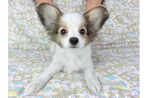 成約済の千葉県のパピヨン-69705の13枚目