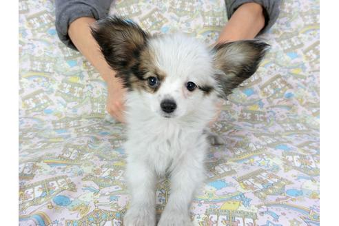 成約済の千葉県のパピヨン-69706の1枚目