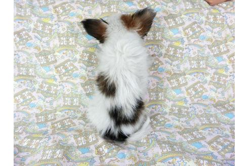 成約済の千葉県のパピヨン-69706の4枚目