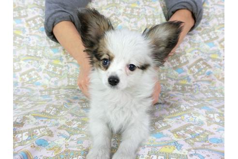 成約済の千葉県のパピヨン-69706の3枚目