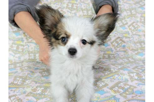 成約済の千葉県のパピヨン-69706の2枚目