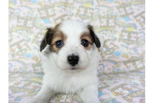 成約済の千葉県のパピヨン-69707の1枚目