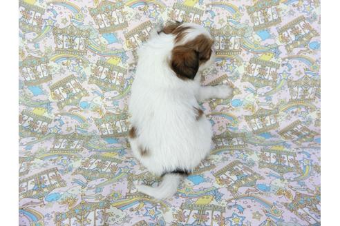 成約済の千葉県のパピヨン-69707の4枚目