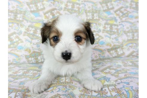 成約済の千葉県のパピヨン-69707の3枚目