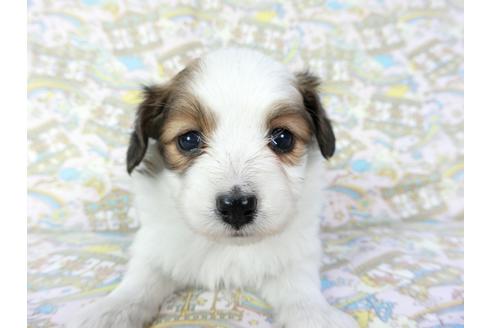 成約済の千葉県のパピヨン-69707の2枚目