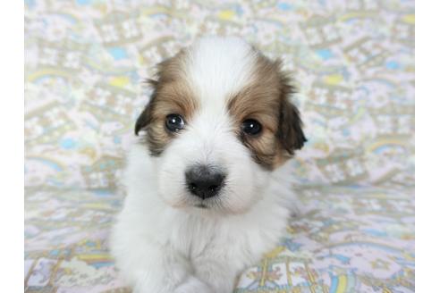 成約済の千葉県のパピヨン-69709