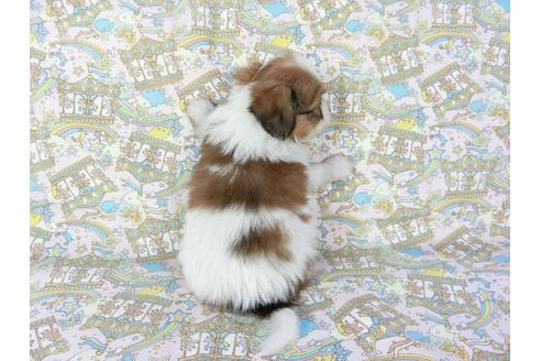 成約済の千葉県のパピヨン-69709の4枚目