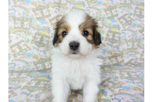 成約済の千葉県のパピヨン-69709の3枚目