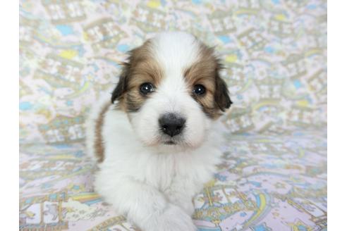 成約済の千葉県のパピヨン-69709の2枚目