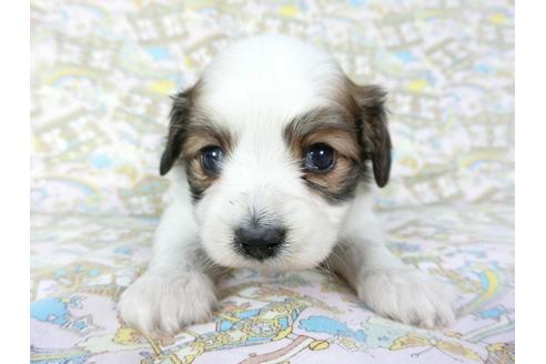 成約済の千葉県のパピヨン-69710の1枚目