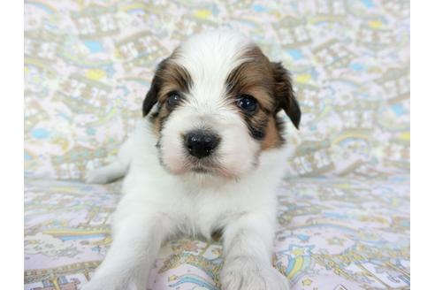 成約済の千葉県のパピヨン-69711の1枚目