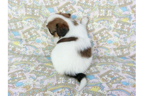 成約済の千葉県のパピヨン-69711の4枚目