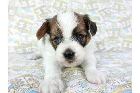 成約済の千葉県のパピヨン-69712の12枚目