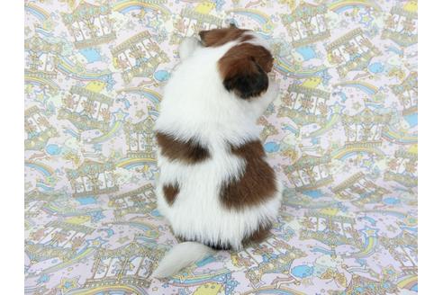 成約済の千葉県のパピヨン-69712の11枚目