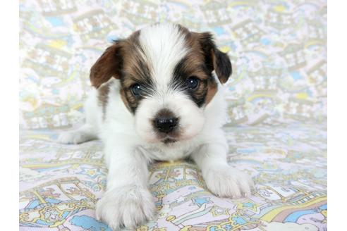 成約済の千葉県のパピヨン-69712の10枚目