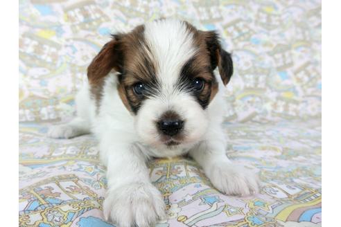 成約済の千葉県のパピヨン-69712の9枚目