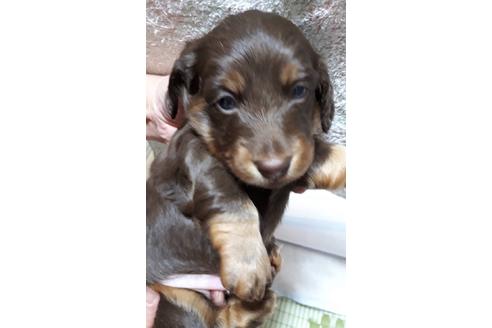 成約済の静岡県のミニチュアダックスフンド(ロングヘアード)-68258の3枚目