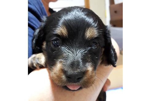 成約済の静岡県のミニチュアダックスフンド(ロングヘアード)-68257の3枚目