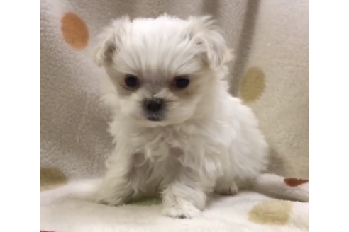 岐阜県のマルチーズ 女の子 19 02 22生まれ ホワイト 子犬id ブリーダーナビ