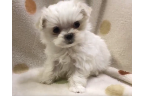 岐阜県のマルチーズ 女の子 19 02 22生まれ ホワイト 子犬id ブリーダーナビ