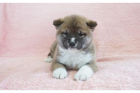 成約済の奈良県の柴犬-69201の1枚目