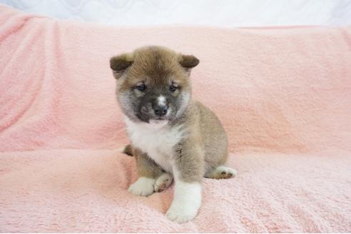 成約済の奈良県の柴犬-69201の5枚目