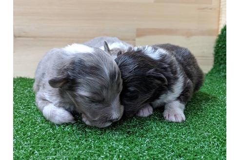 成約済の愛知県のシェットランドシープドッグ(シェルティ)-69798の10枚目