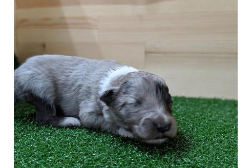 成約済の愛知県のシェットランドシープドッグ(シェルティ)-69798の8枚目