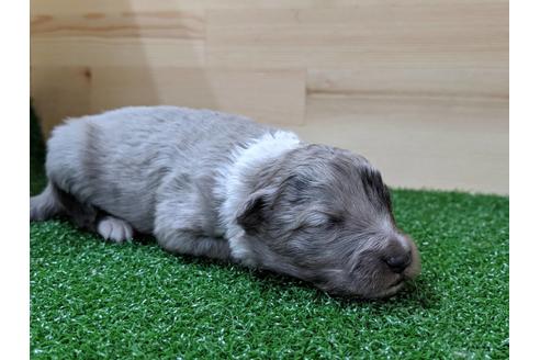 成約済の愛知県のシェットランドシープドッグ(シェルティ)-69798の7枚目