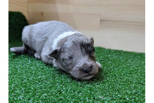 成約済の愛知県のシェットランドシープドッグ(シェルティ)-69798の6枚目