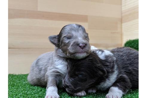 成約済の愛知県のシェットランドシープドッグ(シェルティ)-69799の1枚目