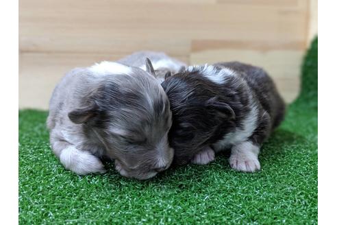 成約済の愛知県のシェットランドシープドッグ(シェルティ)-69799の4枚目