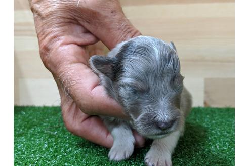 成約済の愛知県のシェットランドシープドッグ(シェルティ)-69799の3枚目