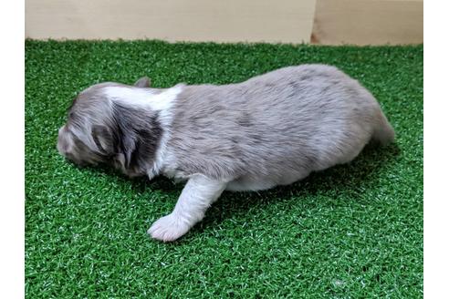 成約済の愛知県のシェットランドシープドッグ(シェルティ)-69799の2枚目