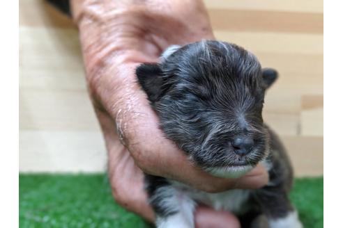 成約済の愛知県のシェットランドシープドッグ(シェルティ)-69800の10枚目