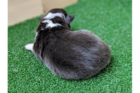 成約済の愛知県のシェットランドシープドッグ(シェルティ)-69800の9枚目