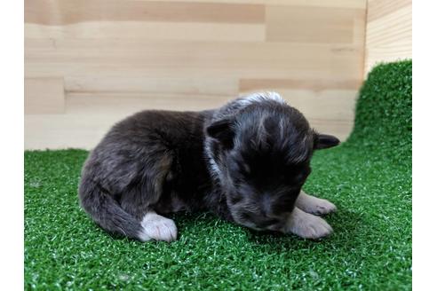 成約済の愛知県のシェットランドシープドッグ(シェルティ)-69800の8枚目