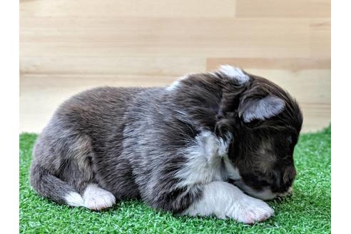 成約済の愛知県のシェットランドシープドッグ(シェルティ)-69800の7枚目