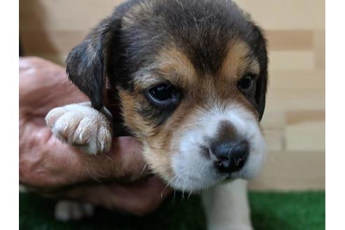 成約済の愛知県のビーグル-69801の1枚目