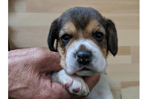 成約済の愛知県のビーグル-69801の3枚目