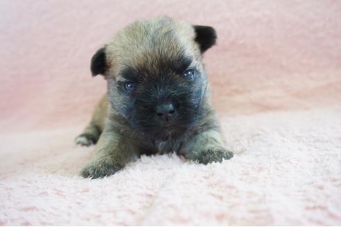 成約済の奈良県のミックス犬-69802の1枚目