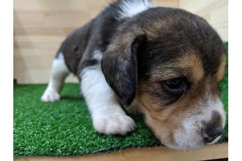 成約済の愛知県のビーグル-69801の2枚目