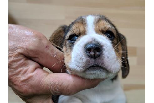 成約済の愛知県のビーグル-69803の1枚目