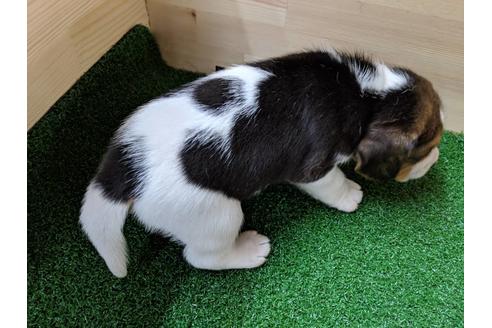 成約済の愛知県のビーグル-69803の2枚目