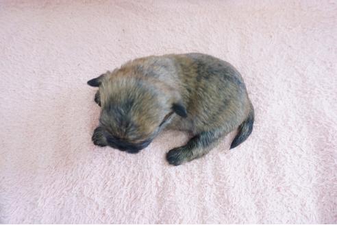 成約済の奈良県のミックス犬-69805の5枚目