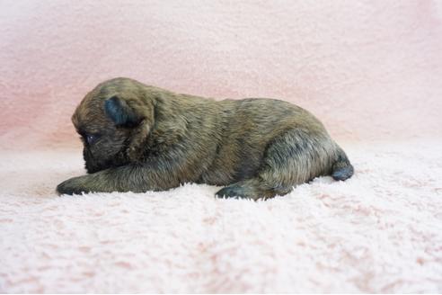 成約済の奈良県のミックス犬-69805の3枚目