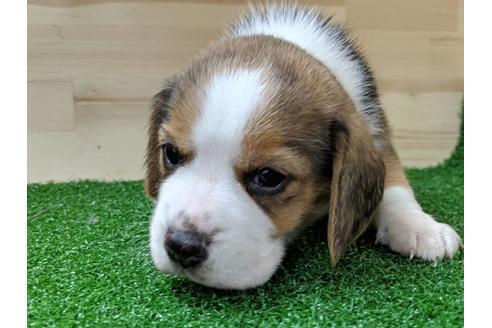 成約済の愛知県のビーグル-69807の3枚目