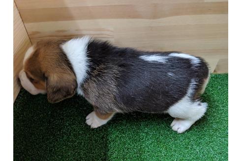 成約済の愛知県のビーグル-69807の2枚目