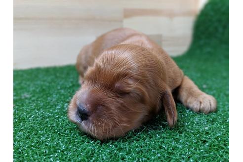 成約済の愛知県のイングリッシュコッカースパニエル-69809の2枚目