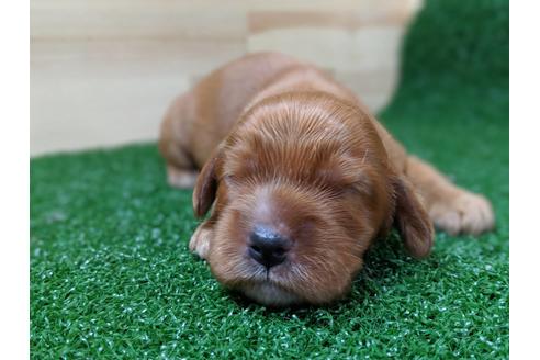 成約済の愛知県のイングリッシュコッカースパニエル-69809の1枚目